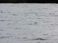 img_5296_t1.jpg