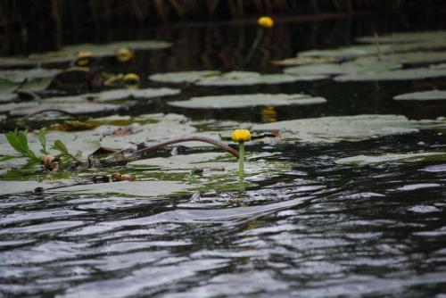 dsc_0089.jpg